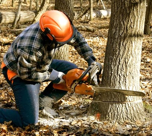 Tree Removal in Pittsford, MI